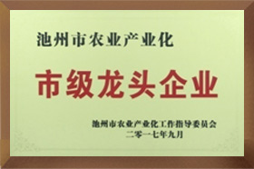 市级龙头黄色向日葵视频官方网站下载安装